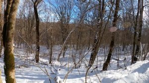 Охота на кабана с лайками, новое приключение