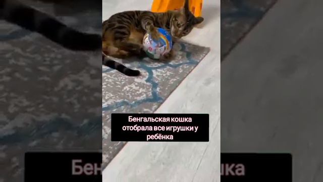 Бенгальская кошка отобрала все игрушки у ребёнка смотреть онлайн