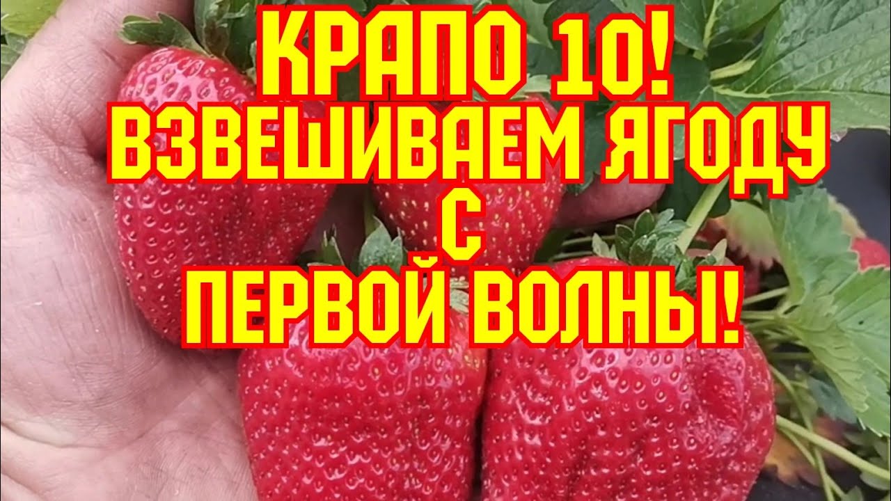 КЛУБНИКА КРАПО 10, супер урожай, взвешиваем ягоду с первой волны! смотреть онлайн
