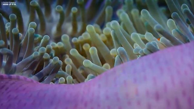 Aquarium 4K VIDEO (ULTRA HD) 🐠 Amazing Beautiful Coral Reef Fish - Relaxing Sleep Meditation Music смотреть онлайн