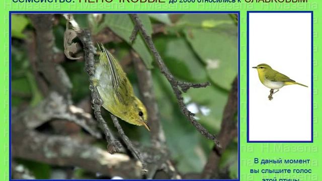 Пеночка. Африка Европа Азия Океания. Голоса птиц смотреть онлайн