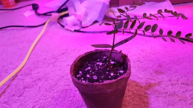 Delonix Regia Seed GERMINATION Part 3 смотреть онлайн