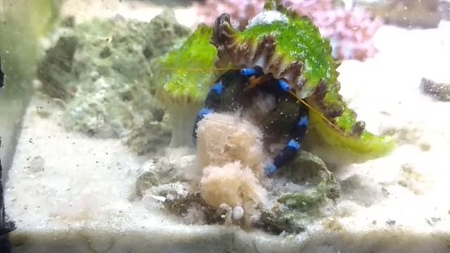 Рак-отшельник голубоногий. Calcinus elegans. Есть фарш смотреть онлайн