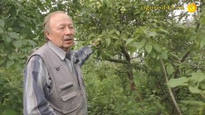 Какие яблони предпочтительны для Сибири