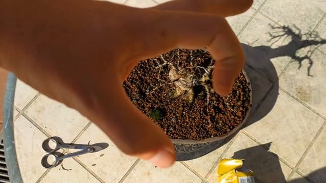 Эволюция бонсай за сезон активного роста. Как изменился бонсай за год? Bonsai Evolution