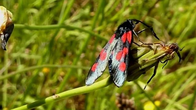 Papillon; Zygaena filipendulae, la Zygène de la filipendule ; papillon rouge et noir смотреть онлайн