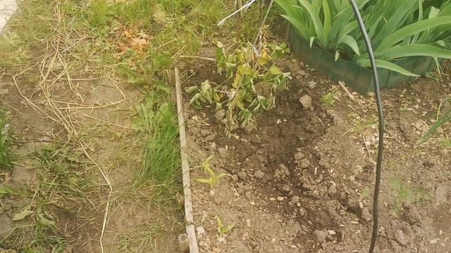Чудная курица. На даче все цветёт и растёт. смотреть онлайн
