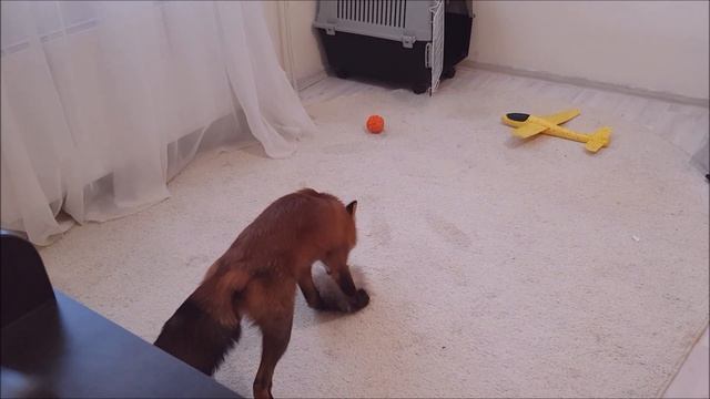 День Лисы на скрытую камеру. Что делает Лис, когда остается дома один?! смотреть онлайн