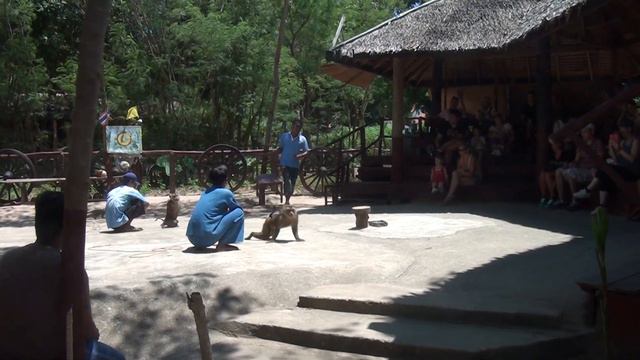 обезьяна отжимается