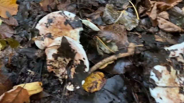 Lactarius controversus (Груздь осиновый), September 25, 2020 смотреть онлайн