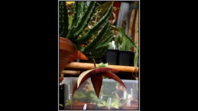 Stapelia grandiflora, Succulent plant from bud to end. смотреть онлайн