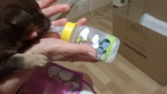 кормление месячного лабрадора смотреть онлайн