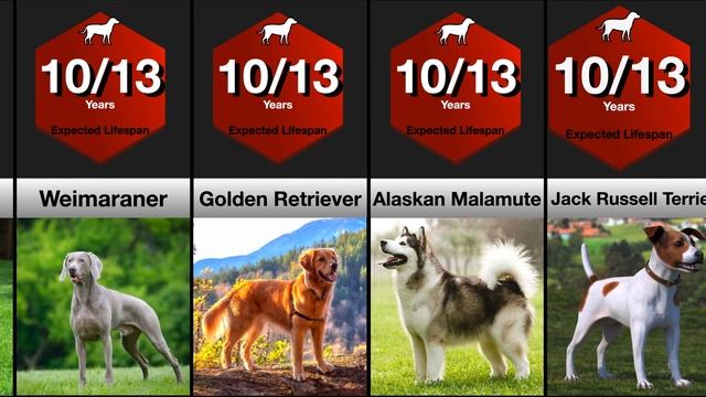 Comparison: Lifespan of Dog Breeds | How Long Will Your Dog Live? смотреть онлайн