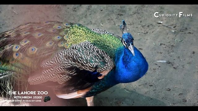 Nikon D5300 1080p 60fps Test (Lahore Zoo) смотреть онлайн