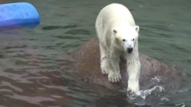 The expectation of Uslada and Zabava from the visitors, at Leningrad Zoo, Russia смотреть онлайн