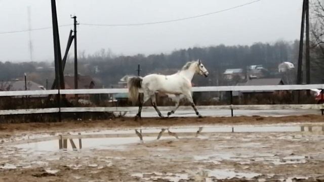 ПРОДАН Орловский рысак Набег 2012 смотреть онлайн