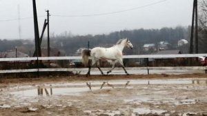 ПРОДАН Орловский рысак Набег 2012