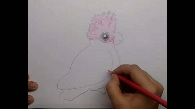 Как нарисовать милого попугая смотреть онлайн