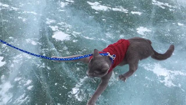 Развлечение с животными