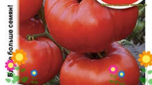Томат Космонавт Волков. Краткий обзор, описание характеристик solánum lycopérsicum