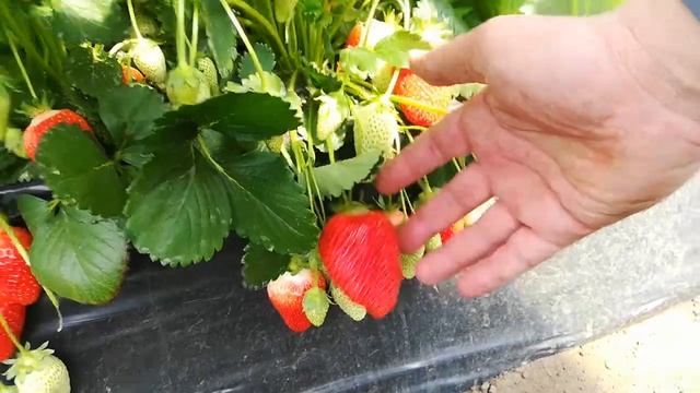 Альба потенциал в теплице смотреть онлайн