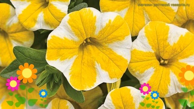 Калибрахоа обыкновенная Карбет лемон. Краткий обзор, описание характеристик calibrachoa Lemon смотреть онлайн