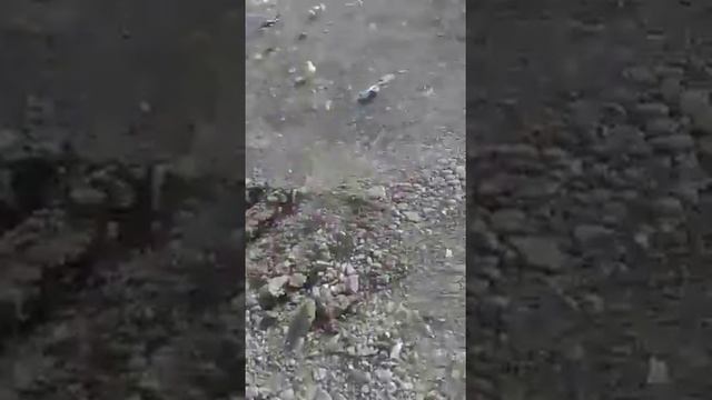 В Грузии из выброшенных на свалку яиц вылупились тысячи цыплят