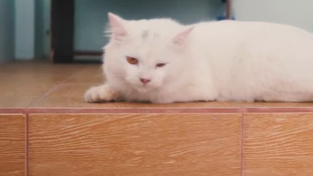 CHIMO | Fujifilm X-M1 смотреть онлайн