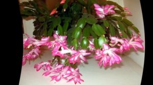 Как поливать декабрист