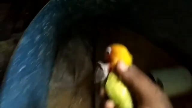 yellow fisher ki progress or kuch tips смотреть онлайн