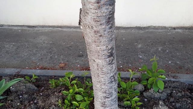 САКУРА ЦВЕТЁТ.???? смотреть онлайн