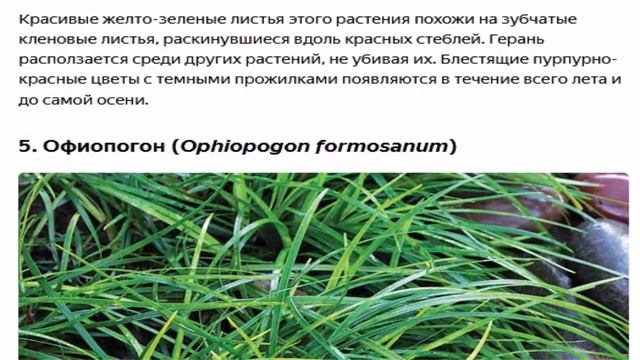 Сухая тень что туда посадить смотреть онлайн