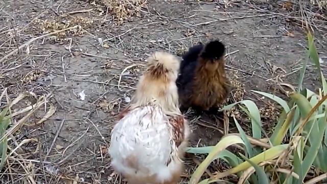 Китайские шелковые куры смотреть онлайн