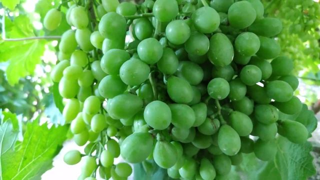 КИШМИШИ АЛИСА И ЩЕЛКУНЧИК! ТЕЛ.+79054033245, WhatsApp и Viber +79528500417. смотреть онлайн