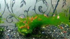 Водоросли из речки в аквариуме эксперимент часть 1.natural aquarium