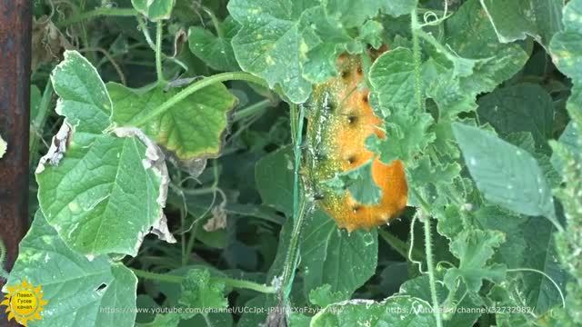 Кивано. Африканский огурец. смотреть онлайн