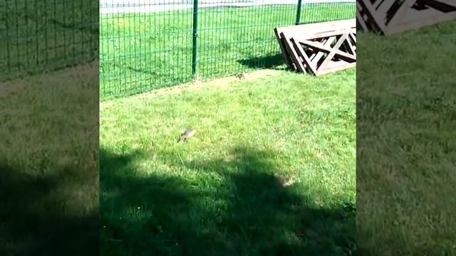 Бирюзовая катунь. Муранки. Муранг. Муранги. Суслик. 2015 смотреть онлайн