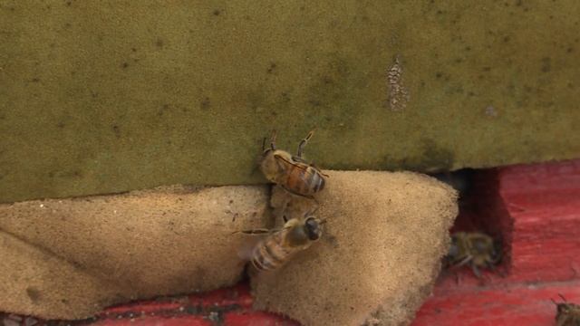 Подготовка пчеловодов к зиме смотреть онлайн