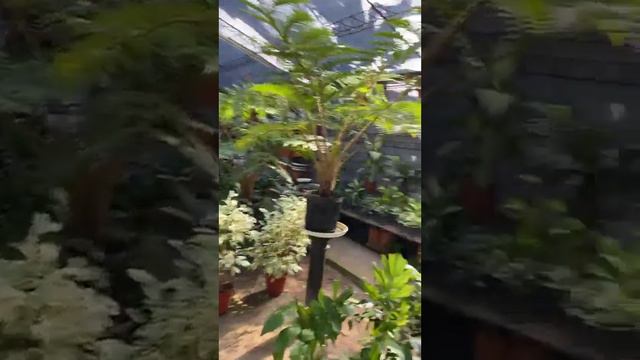 Plantas De Interior Recorrido Vivero Con @itasflowers Y @everythingisdato