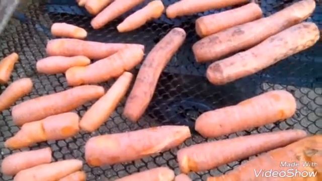 Морковь на зимнее хранение смотреть онлайн