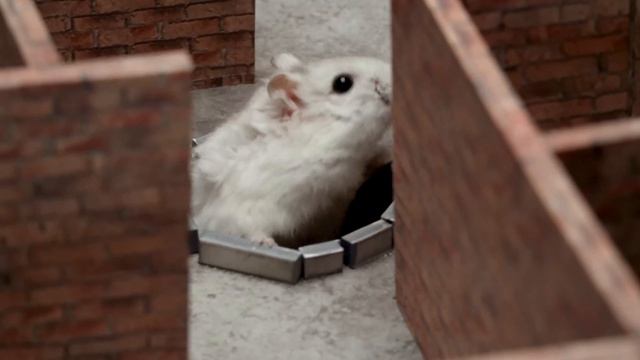 The Best Hamster Maze Challenges 🐹 Hamster Escape From Rainbow Friends Monster