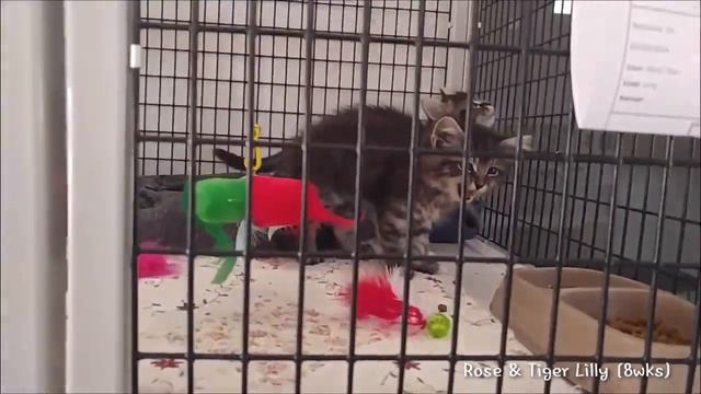 Rose & Tiger Lilly available for adoption at the Humane Society of El Paso.