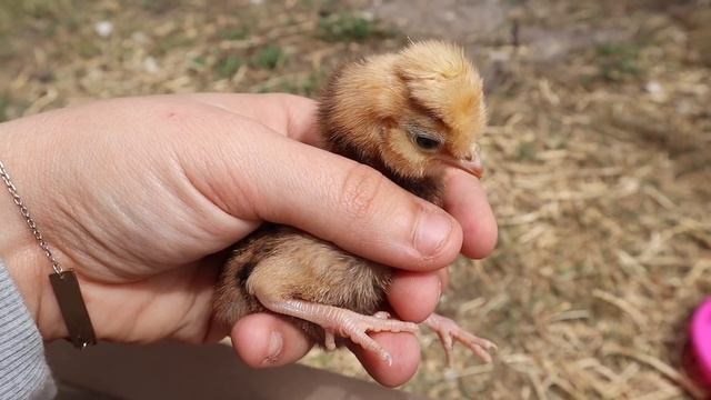 I Bought CHICKS From the Feed Store! NEW PETS *Cute Baby Animals* смотреть онлайн