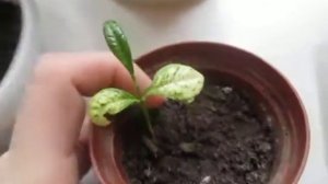 КУМКВАТ (выращиваю дома)