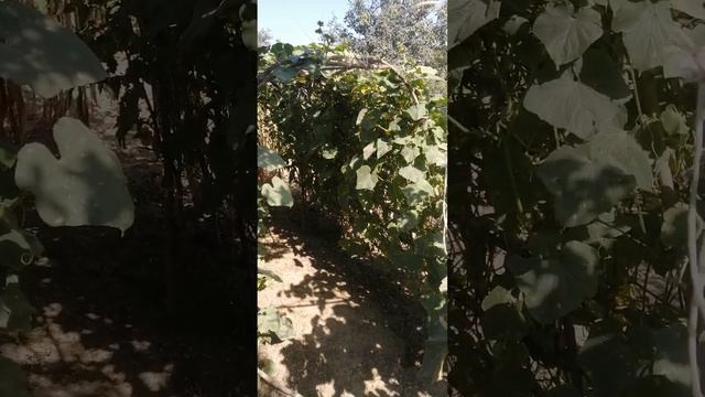 арка для огурцов. смотреть онлайн