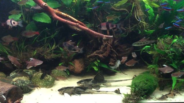 Loricaria simillima spawning in aquaria (part one) смотреть онлайн