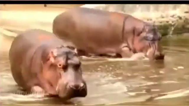 Virtual visit to zoo смотреть онлайн