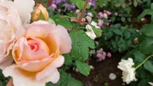 Самая нежная роза от Мейланда!#Princesse_Charlene_de _Monaco