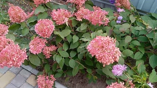 Гортензия без названия, кто узнает по соцветиям? смотреть онлайн