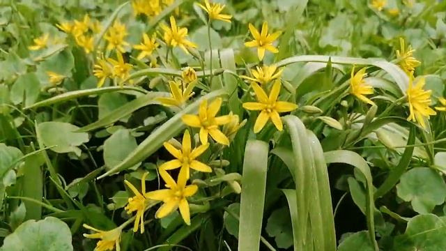 Сциллы, Галантусы, Хохлатки, Гусиный лук и прочие весенние цветы на даче. апрель 2022 смотреть онлайн